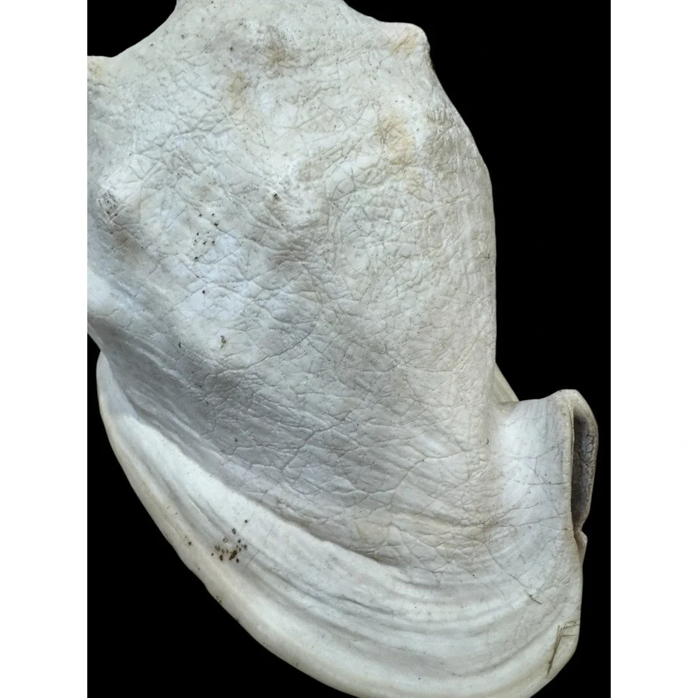 Horned CASSIS Cornuta Helmet Shell Long Lbs Large Conch